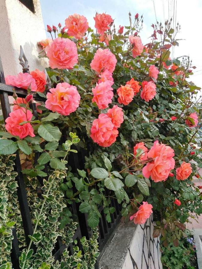 Family Hotel Dalia Velingrad Dış mekan fotoğraf